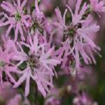 pink リクニス pink robin